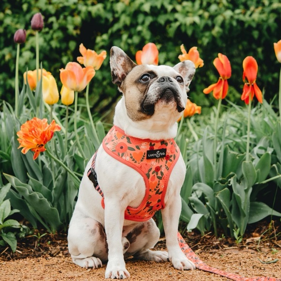 Lucy & Co Posey Pink Reversible Harness
